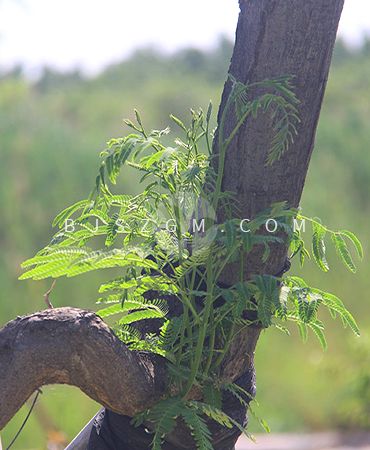 植物